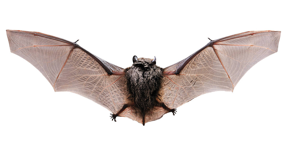 Little-brown-bat-free-stock-image-Dreamstime