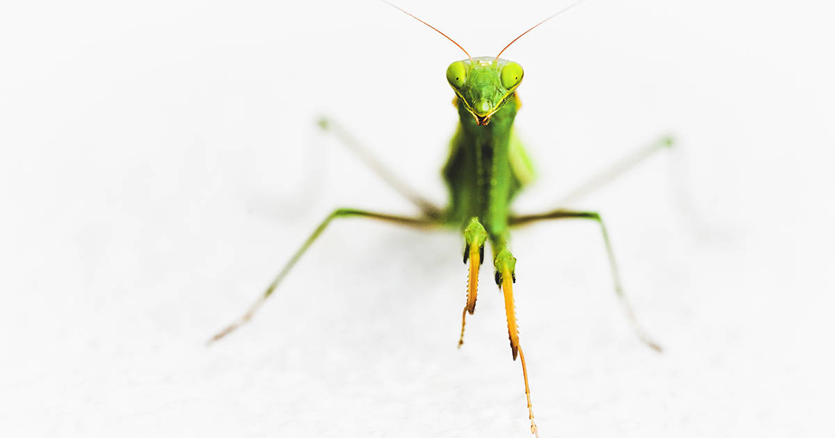 Praying Mantis