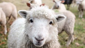 Sheep in a field