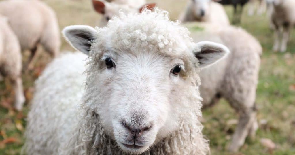 Sheep in a field