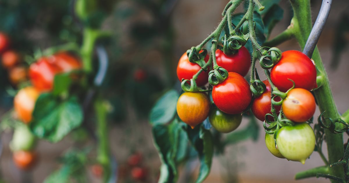 bunch of tomatoes