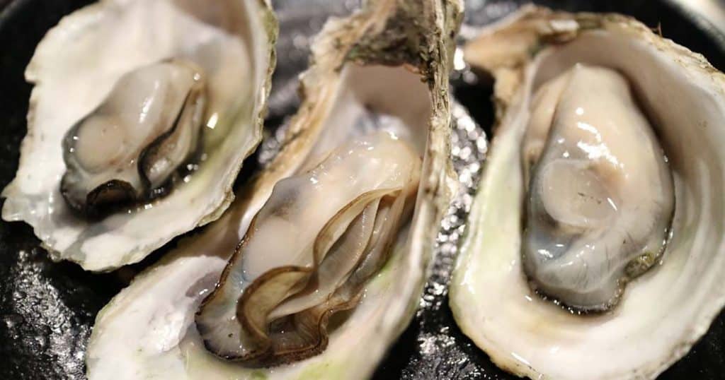 oysters